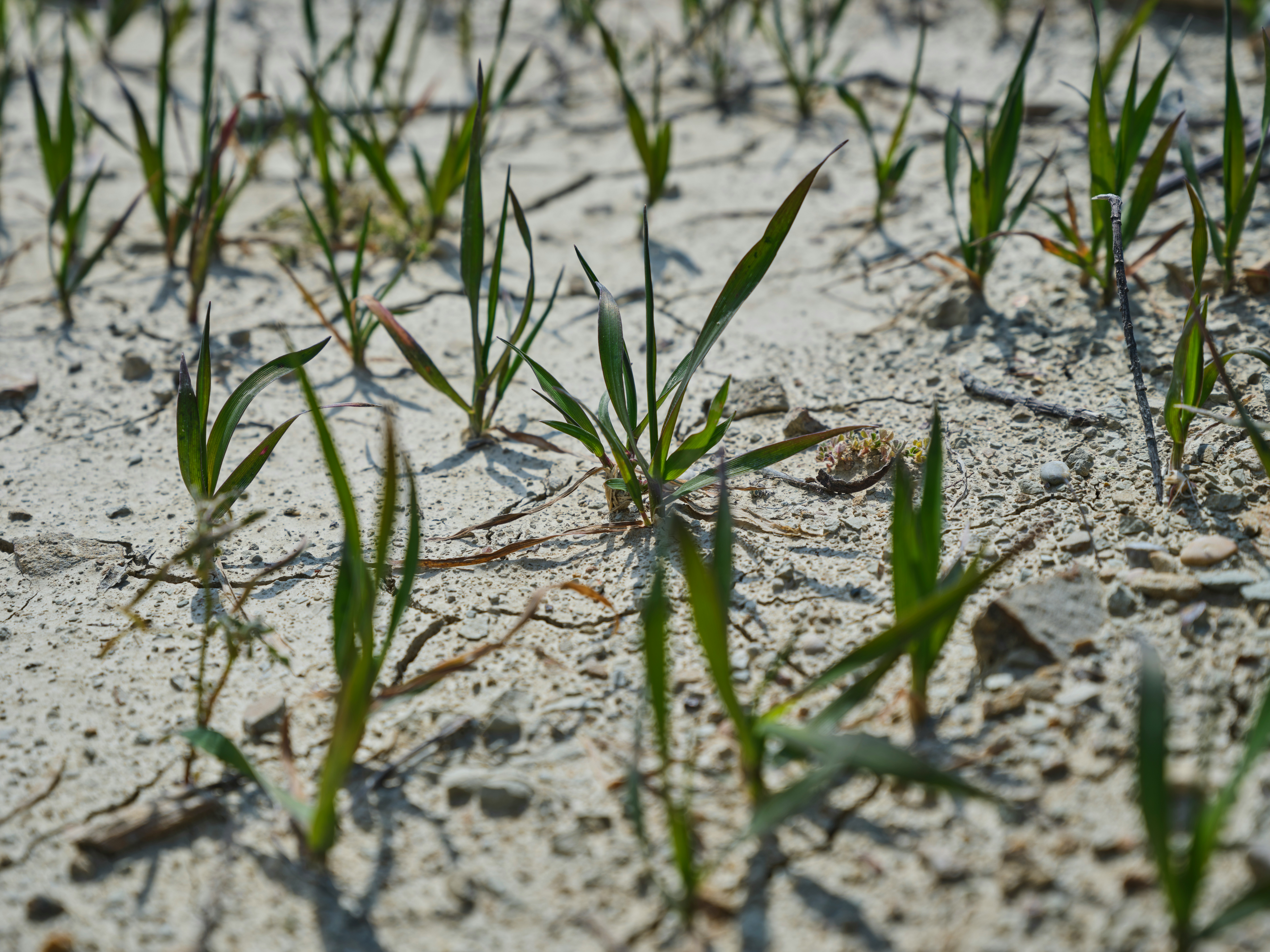 Native Grass Belts for Dunes