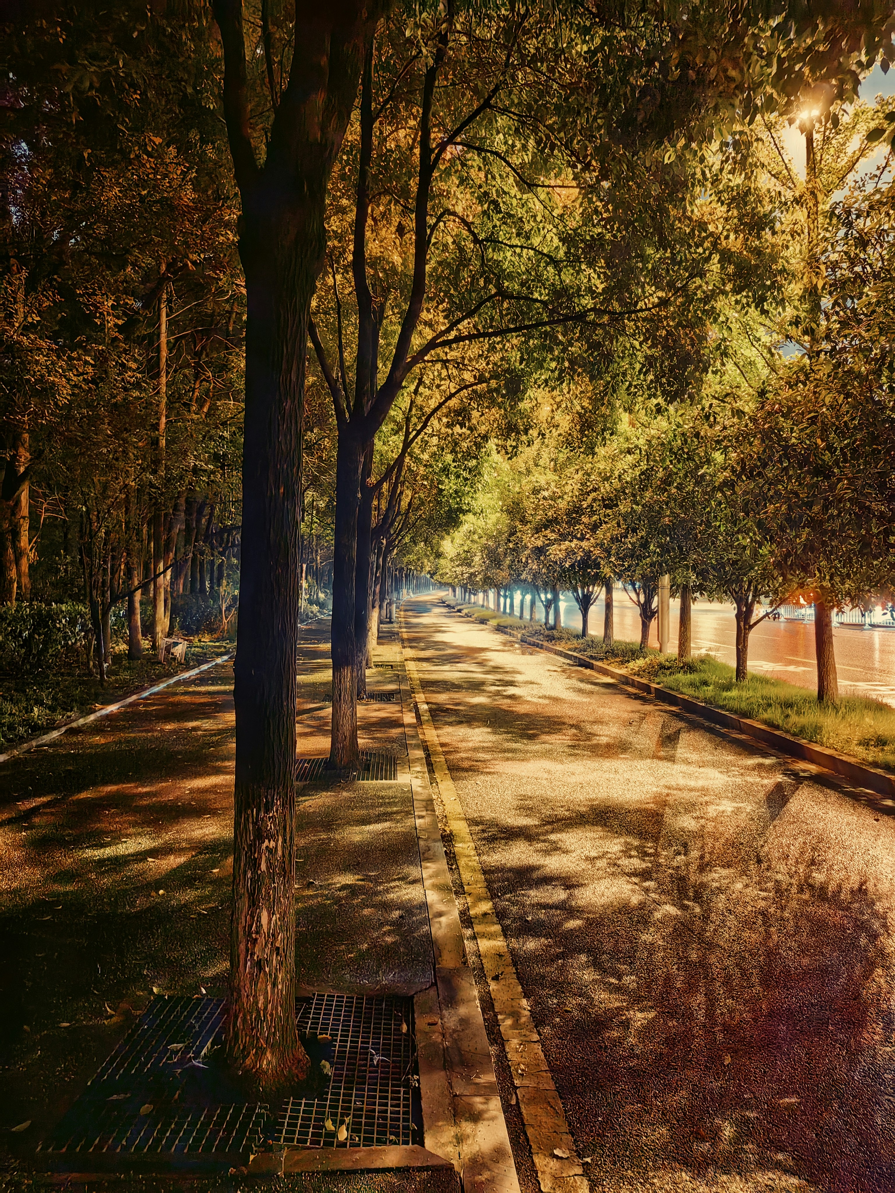 Urban Canopy Corridors