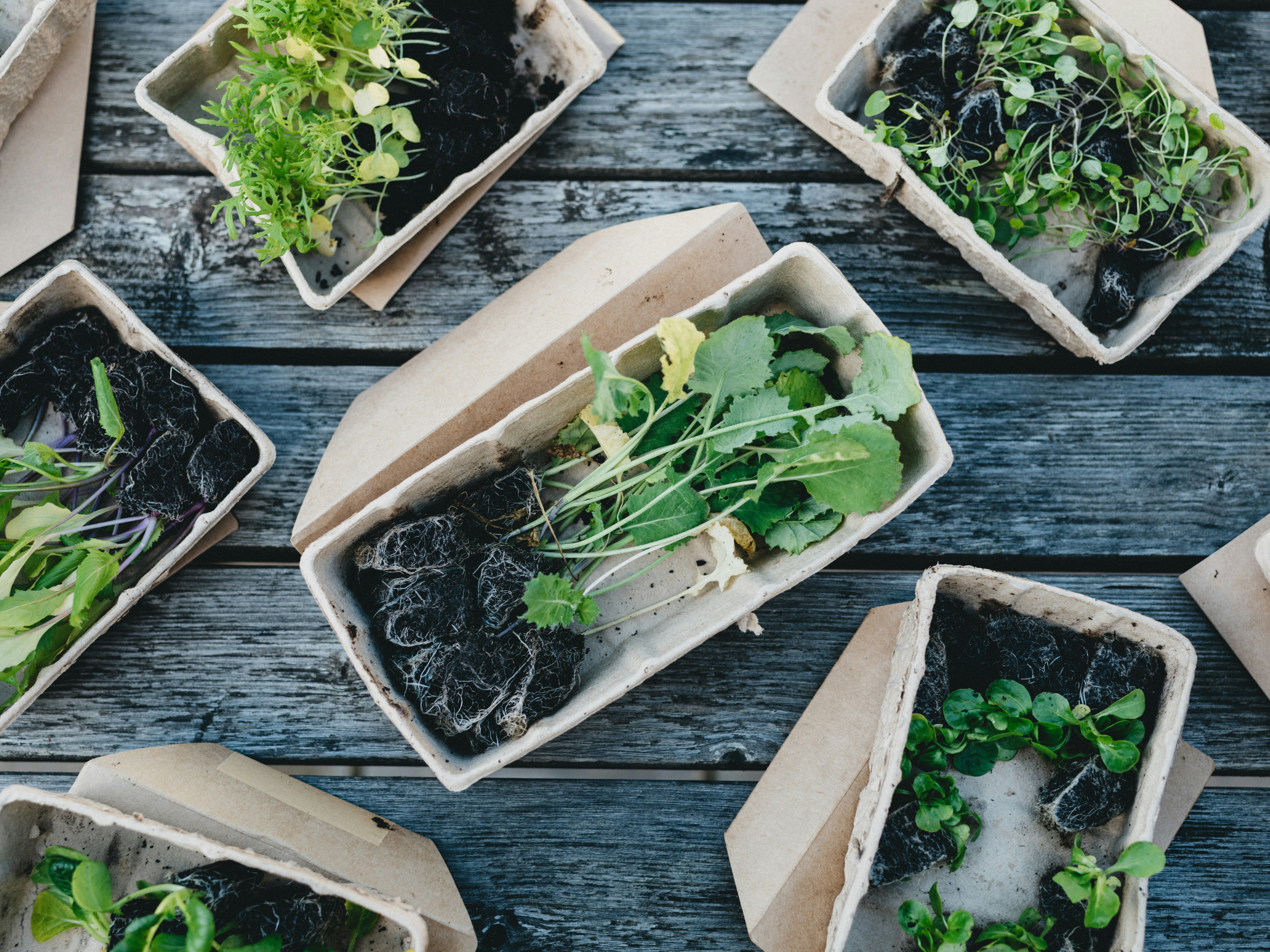 Pollinator Balcony Kit