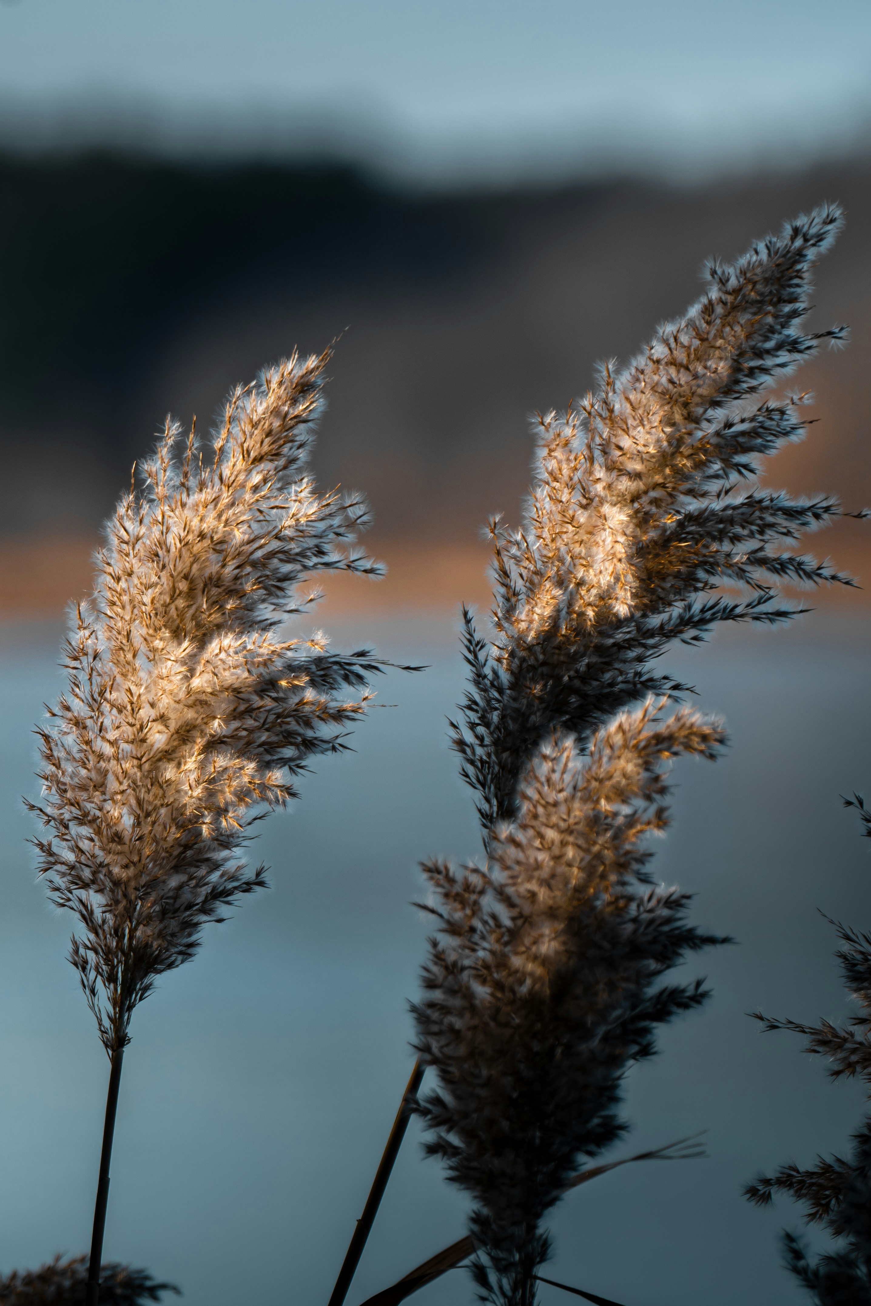 Albufera Marsh Edge Recovery