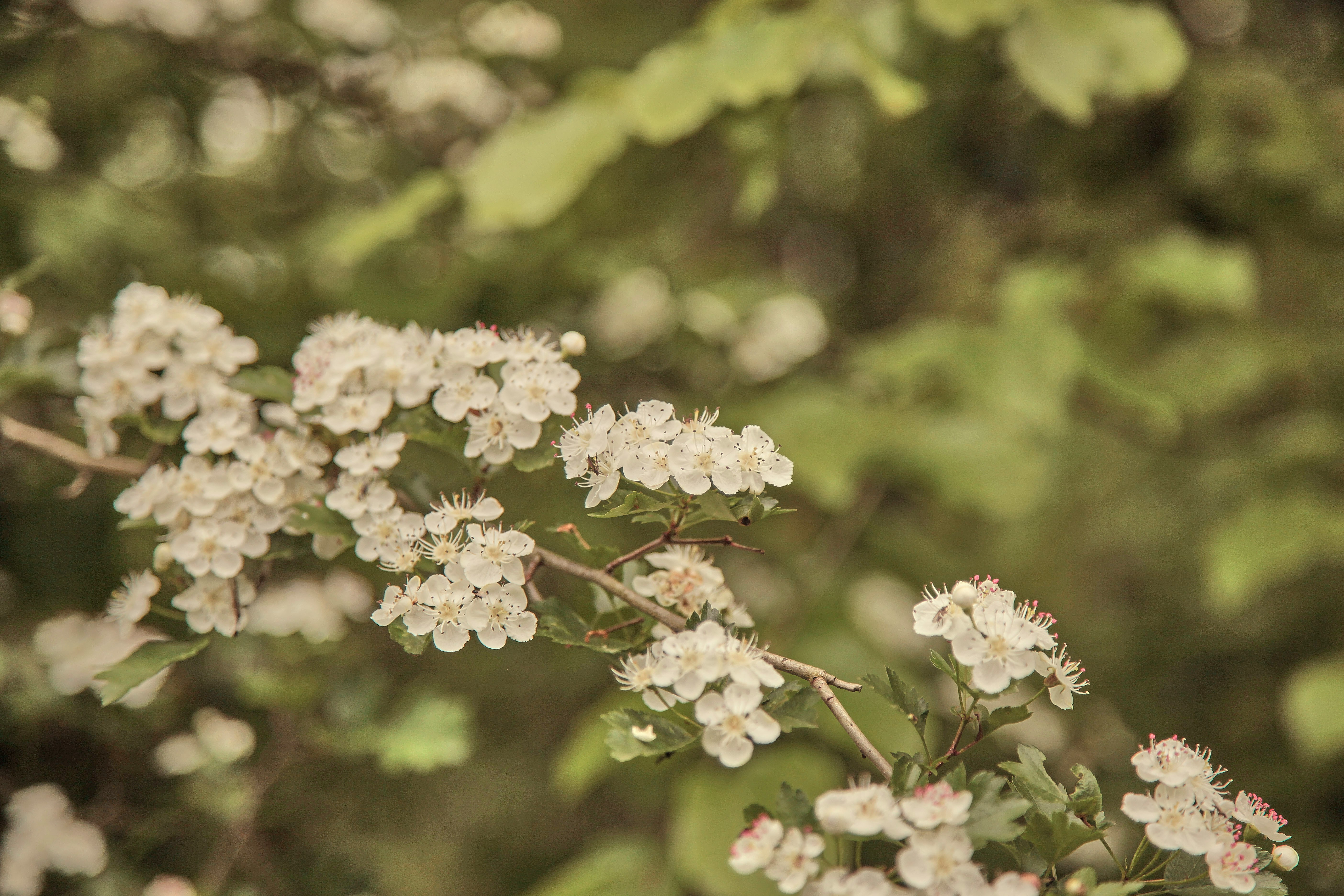 Rooftop Pollinator Routes