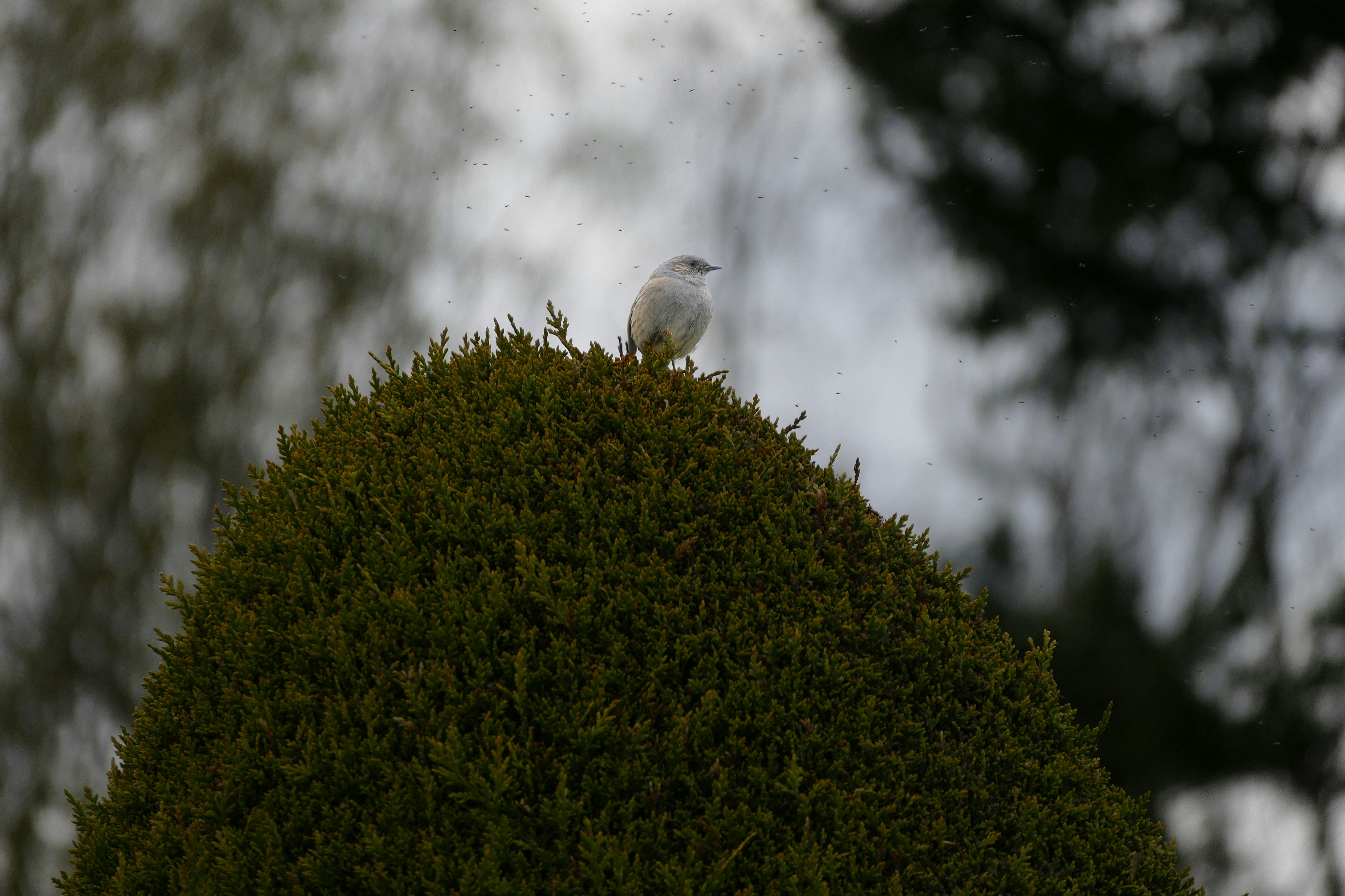 Songbird Hedge Corridors