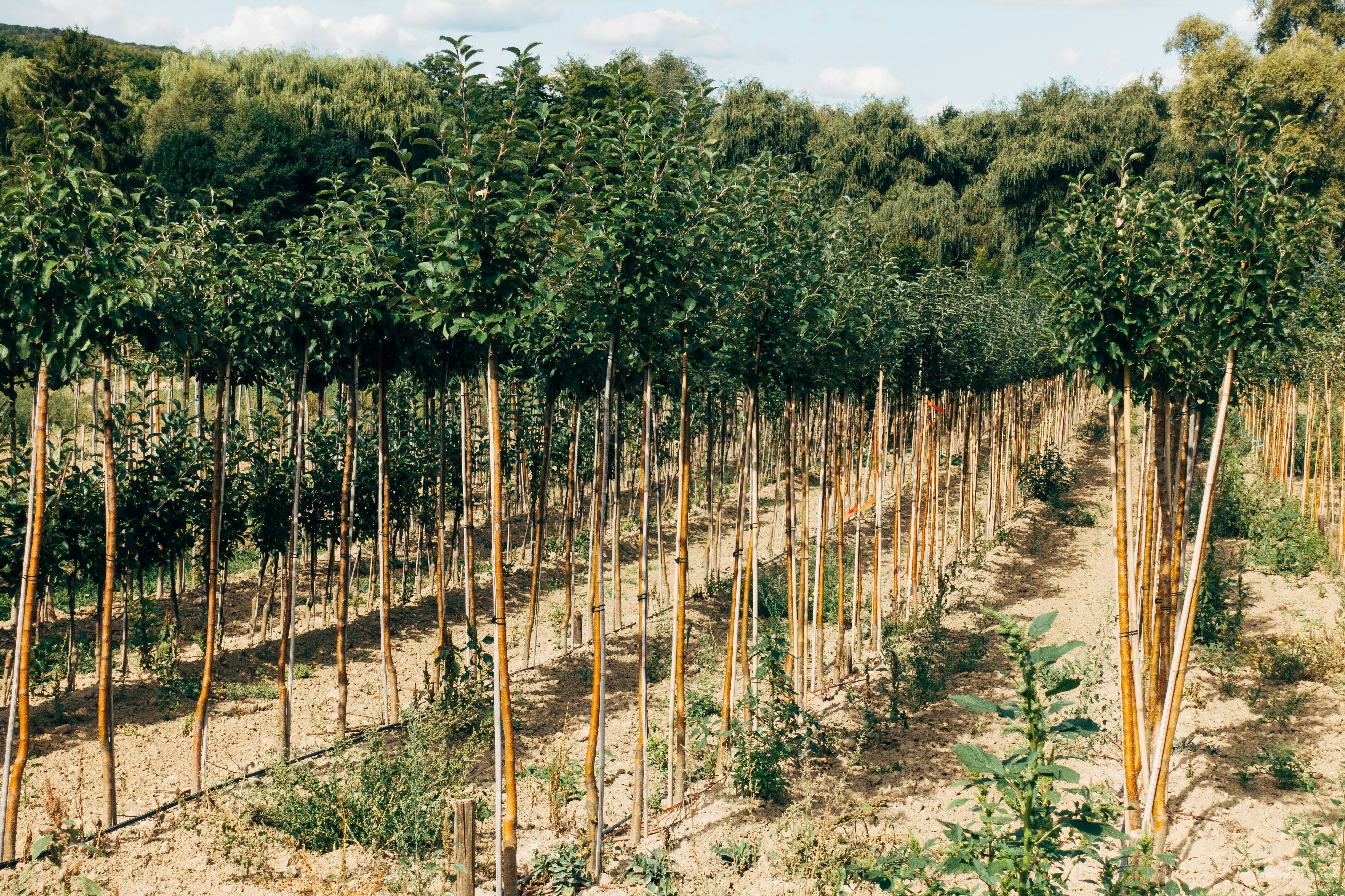 Mediterranean Tree Nursery